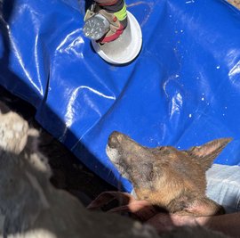 Die Rettungskräfte konnten Hündin Mara wohlbehalten aus dem Rohr befreien.