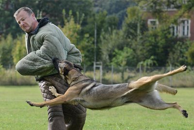 Schutzdienst wird in Neustadt demonstriert. Im Bild handelt es sich allerdings um einen Polizeihund.