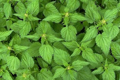 Urtica dioica