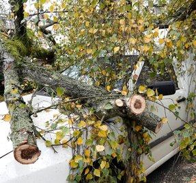 An der Rathenaustraße auf dem Sonnenberg stürzte ein Baum auf ein Auto und beschädigte dieses. 
