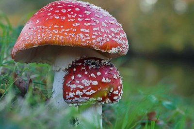 Amanita muscaria
