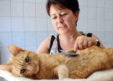 Kater Oskar wird gebürstet