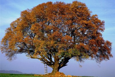 Fagus sylvatica