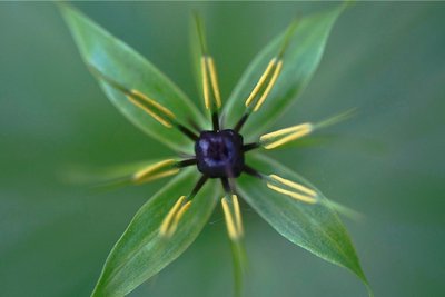 Paris quadrifolia