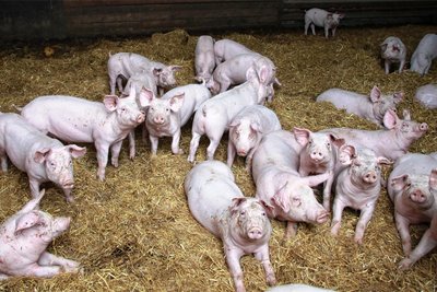 Mit Schweinefleisch kann sich das Vogtland schon längst nicht mehr selbst versorgen.