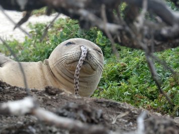 Eine jugendliche hawaiianische Mönchsrobbe mit einem Aal in ihrer Nase liegt am Strand der French Frigate Shoals in Nordwesten der Hawaii-Inseln. Ein Aal in der Nase einer Hawaii-Mönchsrobbe - dieses kuriose Phänomen gibt der US-amerikanischen Ozean- und Klimabehörde NOAA Rätsel auf.