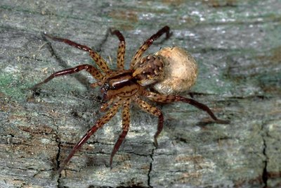 Hygrolycosa rubrofasciata