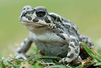 Bufo viridis