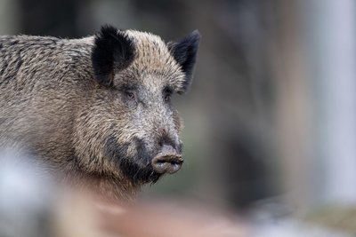 Auf der B 282 bei Mehltheuer ist am Freitagmorgen ein Wildschwein in ein Auto gelaufen.