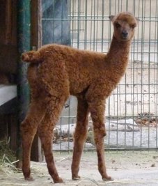 Im Tierpark Chemnitz ist das sechste Jungtier von Stute Uschi zur Welt gekommen.