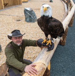 Weißkopfseeadler Lakota nimmt mit Falknereichef Hans-Peter Herrmann probeweise auf den neuen Schausitzplätzen Platz. 