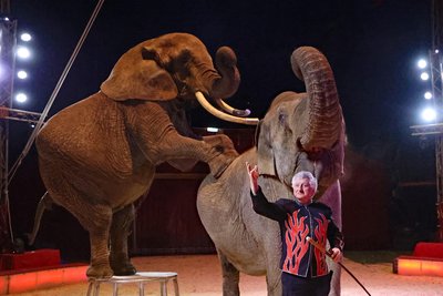 Zirkusdirektor Hardy Weisheit sorgt mit seinen Elefanten Tonga (links) und Gandhi für Furore in der Manege.