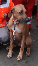 Ein Rettungshund verfolgte die Spur des Vermissten und fand ihn schließlich. 