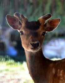 Das ist der neue Platzhirsch im Damwild-Gehege im Stadtpark in Hainichen. 