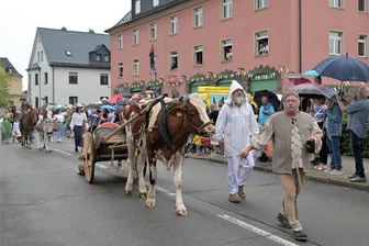 825 Jahre Lugau: Ochse Henry, ein Star beim Festumzug - Ochse Henry gehörte zu den Stars beim Festumzug – durch den Trubel geführt hat ihn Maik Voigtländer vom Reiterhof Voigtländer (vorn).
