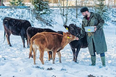 Auf Flechsigs Bio-Hof leben nicht nur Schweine, sondern auch Jerseyrind-Milchkühe.