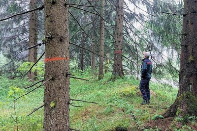 David Neubert, Pressesprecher vom Forstbezirk Adorf, in einer markierten Rückegasse im Waldgebiet am Schneckenstein.