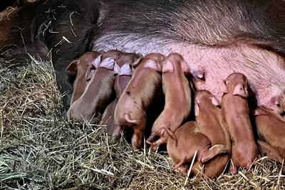 Innerhalb von 24 Stunden kamen 34 Duroc-Ferkel zur Welt.