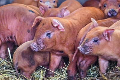 Bei den Duroc-Schweinen handelt es sich um eine seltene Rasse.