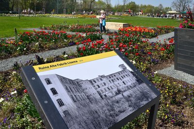 2019: So üppig wie hier in der Zschopauaue war die Blumenpracht der Frühblüher bereits im April vor fünf Jahren. Die übrige Vegetation ließ aber noch auf sich warten. Tafeln erinnerten damals schon an die frühere Industriebrache der Lisema, diese Hinweise findet man auch heute noch, Blumen aber nur noch wenige.