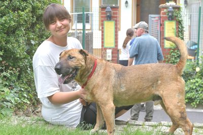 Mischlingsrüde Merlin ist seit Jahresbeginn im Tierheim „Albert Schweizer“. Von Mitarbeiterin Solav Rausch bekommt er oft Streicheleinheiten.