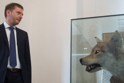 Eine sechs Jahre alte Aufnahme zeigt Ministerpräsident Michael Kretschmer (CDU) bei einer Ausstellung in Hoyerswerda neben einer Vitrine mit einem präparierten Wolf.