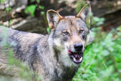 Im Vorjahr wurden in Sachsen 360 Wolfsrisse gemeldet, von denen 273 mit hinreichender Sicherheit dem Raubtier als Verursacher zugeordnet werden konnten.