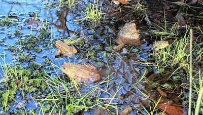 Erdkröten begeben sich nur während der Paarungszeit zum Teich. Teichfrösche dagegen bleiben den Sommer über im Wasser. 