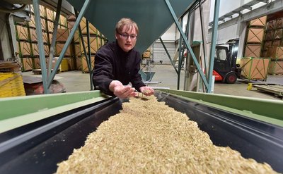 Mitarbeiter Sven Nestler bei der Kontrolle von Grassamen an der Aufbereitungsanlage der Baywa in Hainichen. Die 3,5 Millionen Euro teure Anlage ist seit gut einem Jahr in Betrieb.