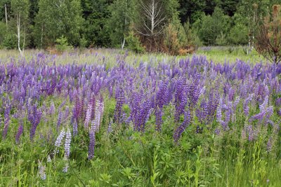 Im Naturparkquiz geht es diesmal um Pflanzen, die nicht bei uns heimisch sind - wie die Vielblättrige Lupine.