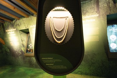Eine Kette mit 177 Perlen aus vogtländischen Flussperlmuscheln im Adorfer Museum. Bei dieser Kette handelt es sich um eine Nachbildung.
