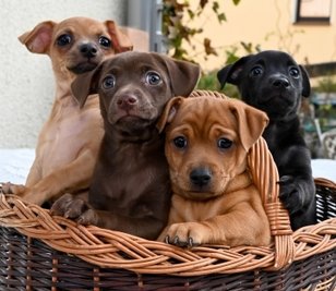 Die Pinscherbabys verzücken das Netz.