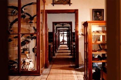 Blick ins Museum Naturalienkabinett Waldenburg.