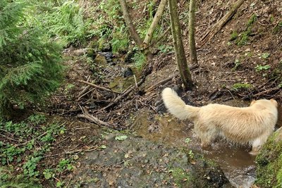 Auf diesem Pfad mussten die Feuerwehrleute der Freiwilligen Feuerwehr Leubnitz den Schwerverletzten in der Dunkelheit bergen. Sven Eichendorf besuchte den Ort Tage später mit seinem Hund.