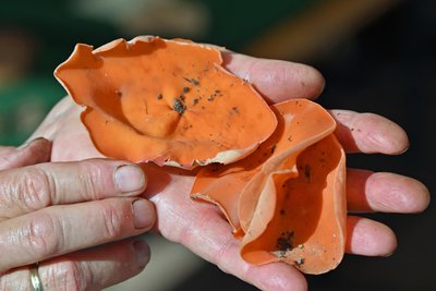 Weit über 100 Pilzarten wurden vorgestellt, darunter diese orangenroten Becherlinge.