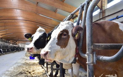 Stall des Rößlerhofs in Burkhardtsdorf. Die Tiere stehen in 1,20 Meter breiten Fressliegeboxen.
