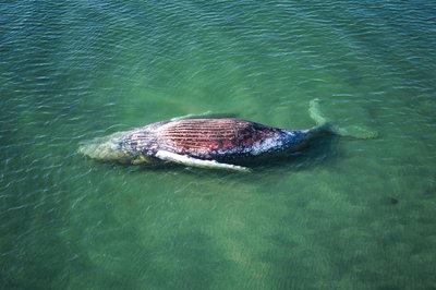 Die Reise des Buckelwals endete im flachen Wasser vor der dänischen Insel Anholt.