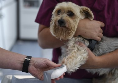 Verletzt sich ein Kleintier wie dieser Yorkshire Terrier am Abend oder Wochenende, ist das für den Halter in der Region oft mit langen Wegen zum Notdienst verbunden. 