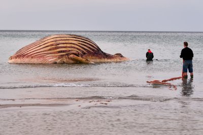Der tote Wal liegt aufgebläht vor der dänischen Insel Anholt.