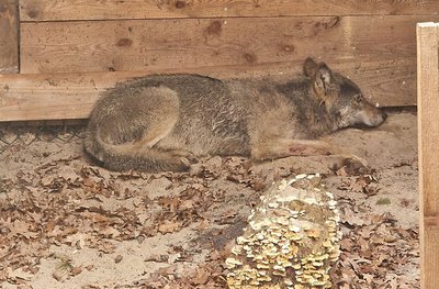 Bisher konnten weder der Wolf noch das Halsband mit seinem Sender gefunden werden. (Archivbild)