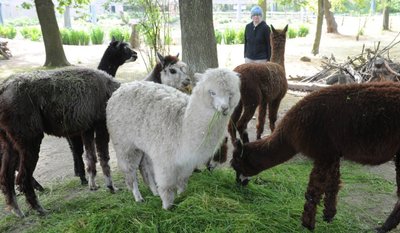 Alpakas sind im Amerika-Tierpark seit Jahren zu sehen.