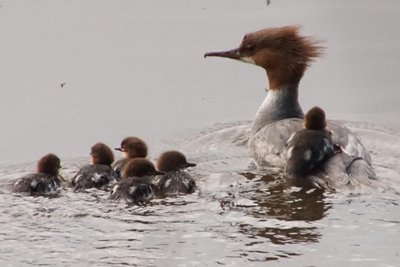 Vogelkundler Dieter Kronbach führt im April durch das Naturschutzgebiet an der Rochsburg.