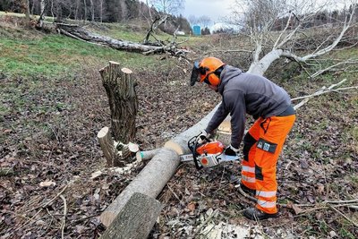 Die Fällarbeiten im Auerbacher Flächennaturdenkmal "Am Zipfel" dienen dem Erhalt der geschützten Bergwiese, einem Biotop. 