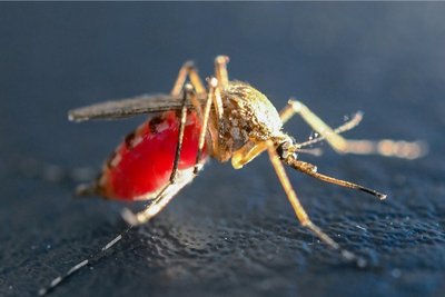 Eine mit Blut vollgesaugte Mücke. Mit Hilfe eines spezialisierten Mundwerkzeuges, des stechend-saugenden Rüssels, können weibliche Stechmücken die Haut ihrer Wirte durchstechen und Blut saugen. Die mit der Blutmahlzeit aufgenommenen Proteine (besonders aus Hämoglobin und Albumin) und Eisen (aus Porphyrin-Verbindungen wie Häme) sind für die Produktion der Eier essenziell. Ansonsten ernähren sich weibliche Stechmücken wie auch die Männchen von Nektar und anderen zuckerhaltigen Pflanzensäften. 