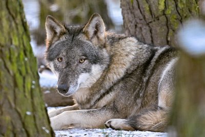Auch auf eine Initiative des Freistaats hin dürfen Wölfe bald bejagt werden. Hat Sachsens Landwirtschaftsminister bei der Darstellung der Gefahr unzulässig übertrieben?