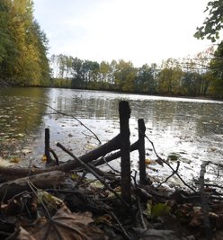 Südwestlich des Stadtparks von Limbach-Oberfrohna gibt es Quellgebiete mit mehreren Teichen. An deren Kauf zeigt sich die Stadt interessiert, weil sichdamit auch etwas an der Wasserversorgung für den Tierpark ändern lassen könnte. 