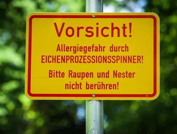 Der Schädling breitet sich auch in Sachsen aus. (Archivbild)