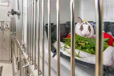 Auf der Intensivstation werden jene tierischen Patienten betreut, die besonderes Augenmerk benötigen, wie dieses Kaninchen nach einer Operation.