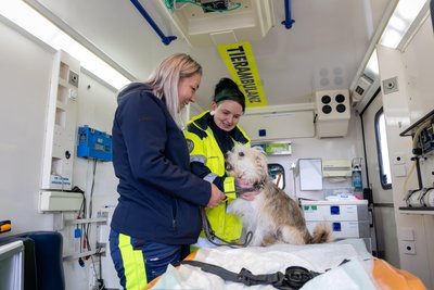 Terrier-Mischling Heinz-Dieter im Rettungswagen der Tierhilfe Chemnitz. Die Tiernotfallsanitäterinnen Sandra Pfefferkorn und Eileen Drechsler (v. l.) versicherten, dass dem Hund nichts fehlt und er nur für das Foto Modell stehen musste.
