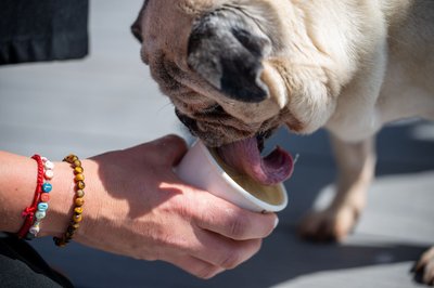 In der Zeit, in der ein Hund sein Eis schleckt, kann der Hundebesitzer selbst in Ruhe genießen. 
